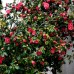 Camellia japonica Gran Sultano - Arbusti ornamentali - AgroDenmar.ro