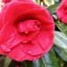 Camellia japonica Gran Sultano - Arbusti ornamentali - AgroDenmar.ro