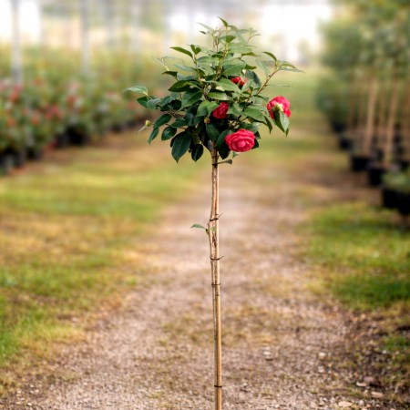 Camellia japonica tip copac - rosu - Arbusti ornamentali - AgroDenmar.ro
