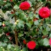 Camellia japonica tip copac - rosu - Arbusti ornamentali - AgroDenmar.ro