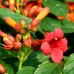 Campsis Radicans Stromboli - Luleaua turcului - Arbusti ornamentali - AgroDenmar.ro