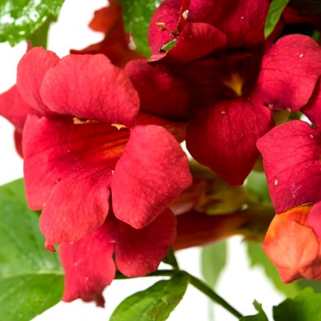 Campsis Radicans Stromboli - Luleaua turcului - Arbusti ornamentali - AgroDenmar.ro
