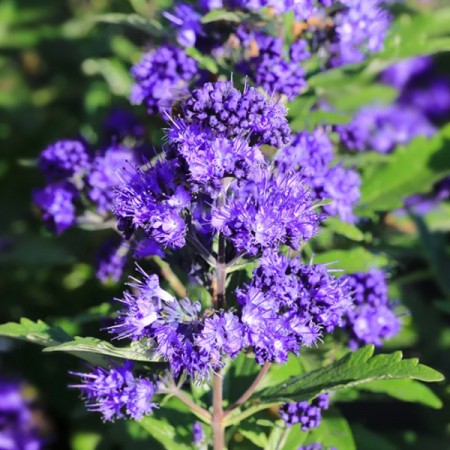 Caryopteris Thetis - Arbusti ornamentali - AgroDenmar.ro