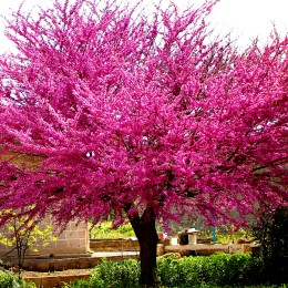 Cercis Canadensis Merlot