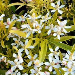 Choisya Aztec Gold - Arbusti ornamentali - AgroDenmar.ro