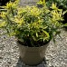 Choisya Aztec Gold - Arbusti ornamentali - AgroDenmar.ro