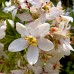 Choisya Aztec Gold - Arbusti ornamentali - AgroDenmar.ro