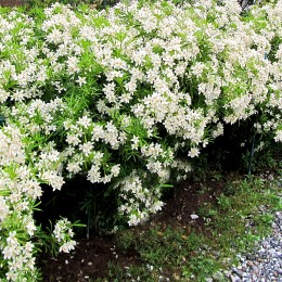 Choisya Aztec Pearl - Arbusti ornamentali - AgroDenmar.ro