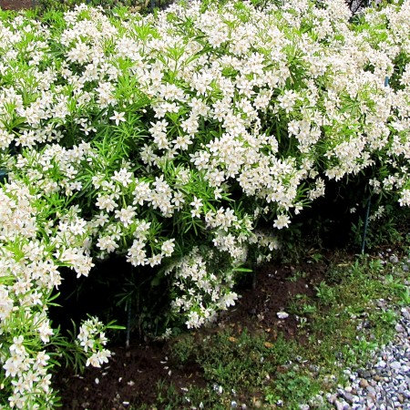 Choisya Aztec Pearl - Arbusti ornamentali - AgroDenmar.ro