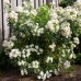 Choisya Aztec Pearl - Arbusti ornamentali - AgroDenmar.ro