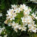 Choisya Aztec Pearl - Arbusti ornamentali - AgroDenmar.ro
