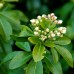 Choisya ternata - Arbori ornamentali - AgroDenmar.ro