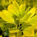 Choisya ternata Sundance - Arbusti ornamentali - AgroDenmar.ro