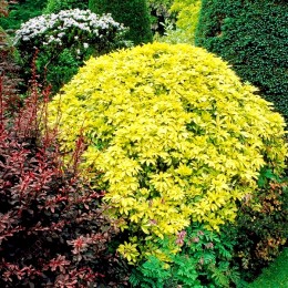 Choisya ternata Sundance - Arbusti ornamentali - AgroDenmar.ro