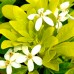 Choisya ternata Sundance - Arbusti ornamentali - AgroDenmar.ro
