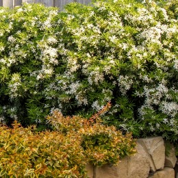 Choisya ternata White Dazzler - Arbusti ornamentali - AgroDenmar.ro