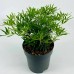 Choisya ternata White Dazzler - Arbusti ornamentali - AgroDenmar.ro