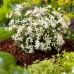 Choisya ternata White Dazzler - Arbusti ornamentali - AgroDenmar.ro