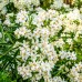 Choisya ternata White Dazzler - Arbusti ornamentali - AgroDenmar.ro