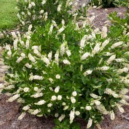 Clethra alnifolia Hummingbird