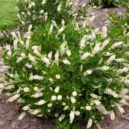 Clethra alnifolia Hummingbird - Arbusti ornamentali - AgroDenmar.ro