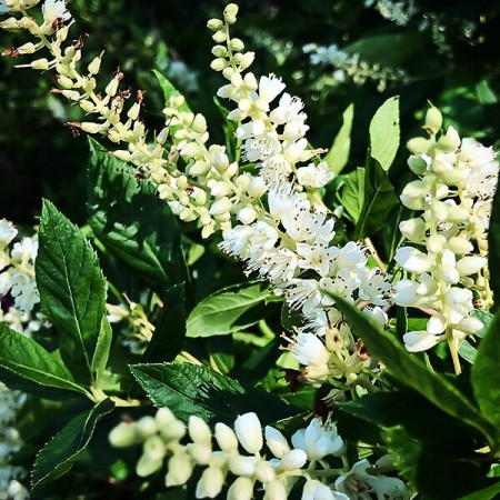Clethra alnifolia Sixteen Candles - Arbusti ornamentali - AgroDenmar.ro Clethra alnifolia Sixteen Candles - Arbusti ornamentali - AgroDenmar.ro