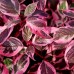 Cornus Alba Miracle - Arbusti ornamentali - AgroDenmar.ro