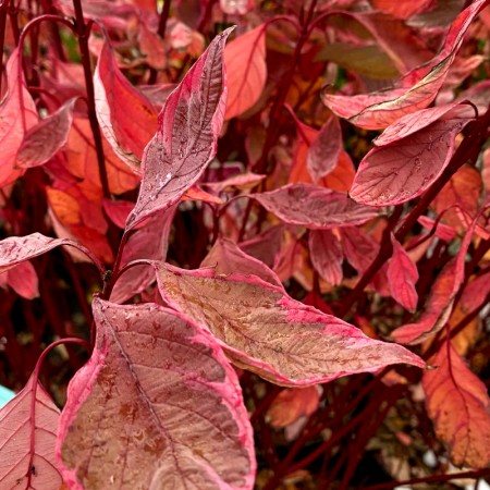 Cornus Alba Miracle - Arbusti ornamentali - AgroDenmar.ro