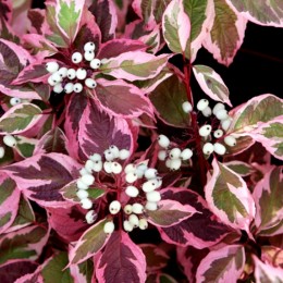 Cornus Alba Sibirica Variegata