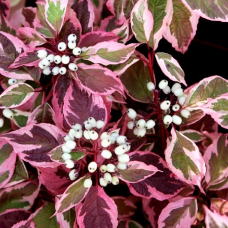 Cornus Alba Sibirica Variegata - Arbusti ornamentali - AgroDenmar.ro
