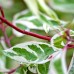 Cornus Alba Sibirica Variegata - Arbusti ornamentali - AgroDenmar.ro