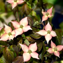 Cornus kousa Cappuccino - Arbusti ornamentali - AgroDenmar.ro