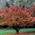Cornus kousa Cappuccino - Arbusti ornamentali - AgroDenmar.ro