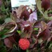Cornus kousa Cappuccino - Arbusti ornamentali - AgroDenmar.ro