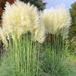 Cortaderia Selloana - Iarba de pampas White Feather - Arbusti ornamentali - AgroDenmar.ro