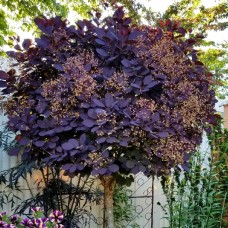 Cotinus Royal Purple - tip copac
