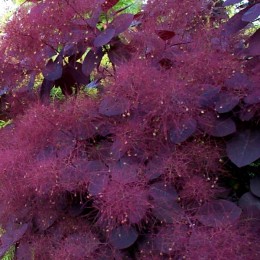 Cotinus Royal Purple - tip copac - Arbusti ornamentali - AgroDenmar.ro
