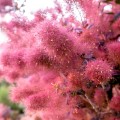 Cotinus Dusky Maiden