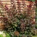 Cotinus Grace 60 - 80 cm - Arbusti ornamentali - AgroDenmar.ro