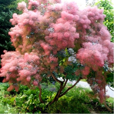 Cotinus Grace 60 - 80 cm - Arbusti ornamentali - AgroDenmar.ro