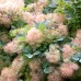 Cotinus Grace 60 - 80 cm - Arbusti ornamentali - AgroDenmar.ro