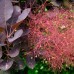 Cotinus Grace 60 - 80 cm - Arbusti ornamentali - AgroDenmar.ro