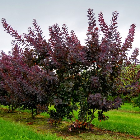 Cotinus Royal Purple 20 - 40 cm - Arbusti ornamentali - AgroDenmar.ro