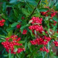 Cotoneaster dammeri Major