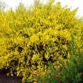 Cytisus Scoparius Vanesse