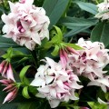 Daphne Perfume Princess - Printesa parfumului