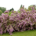Deutzia purpurascens Kalmiiflora