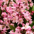 Deutzia Yuki Cherry Blossom Deutzia Yuki Cherry Blossom