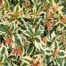 Diervilla Kodiak - Arbusti ornamentali - AgroDenmar.ro