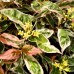 Diervilla Kodiak - Arbusti ornamentali - AgroDenmar.ro